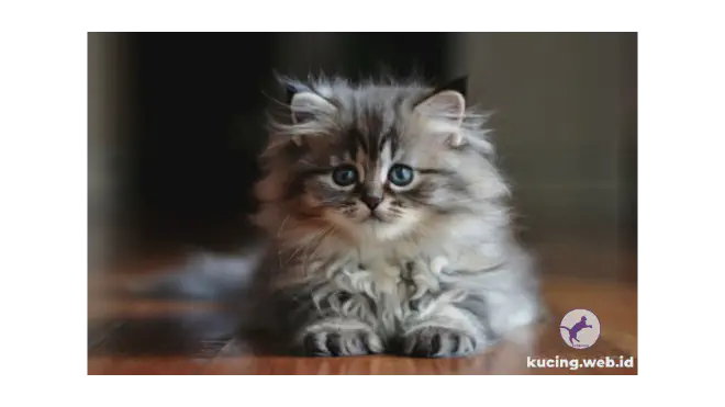 Foto anak kucing Persia
