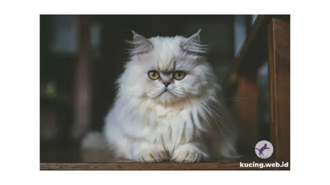 Foto kucing Persia berbulu putih