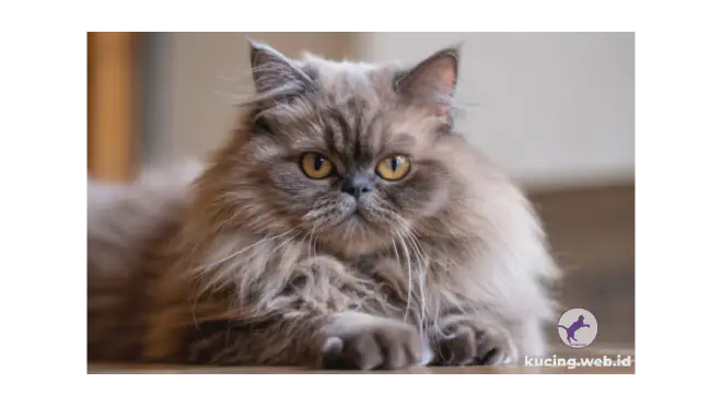 Foto kucing Persia berbulu tebal