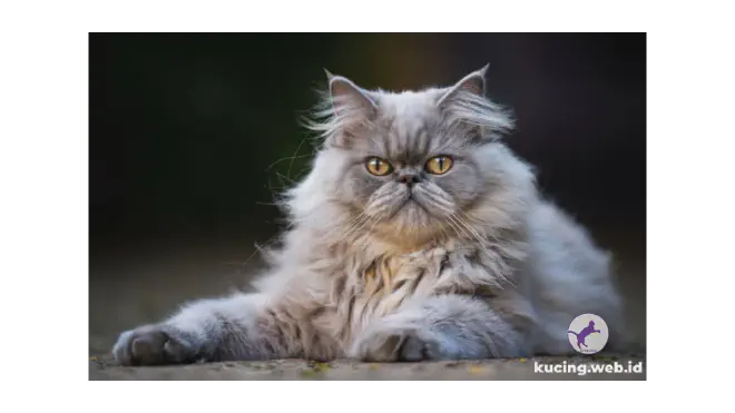 Foto kucing Persia dengan pose santai