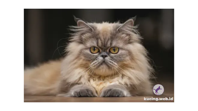 Foto kucing Persia dengan tatapan penuh cinta