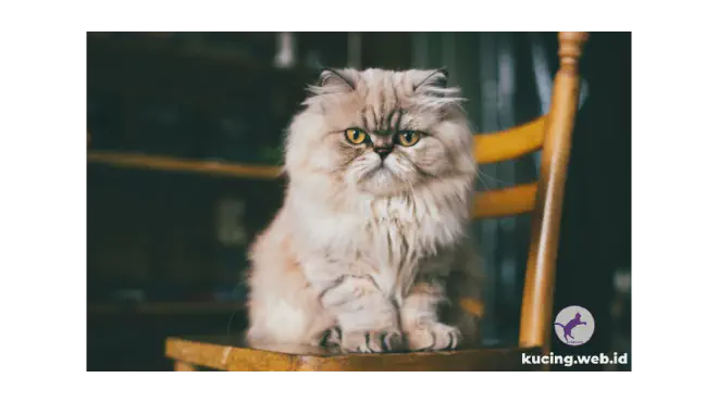 Foto kucing Persia duduk di atas kursi