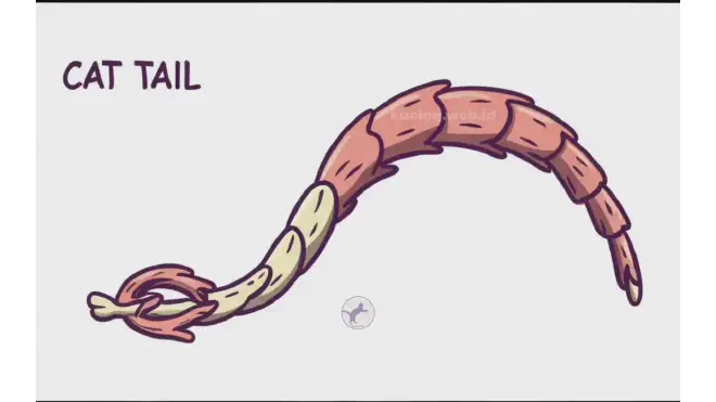 Kenapa Ekor Kucing Bergerak?