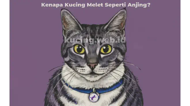 Kenapa Kucing Melet Seperti Anjing?