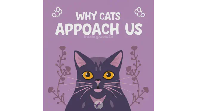 Kenapa Kucing Mendekati Kita?