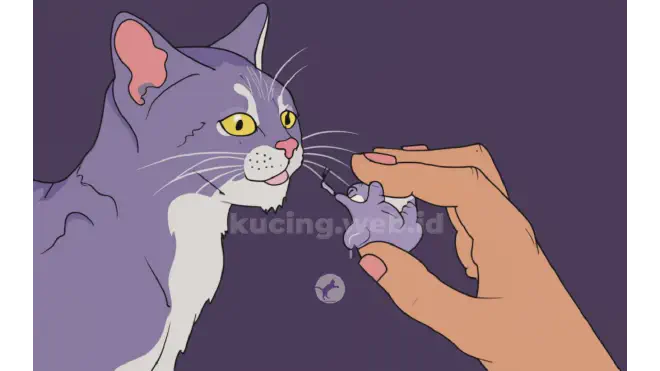 Kenapa Kucing Suka Menjilati Kita?